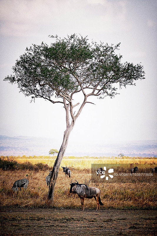 坦桑尼亚米库米国家公园的角马和斑马图片素材