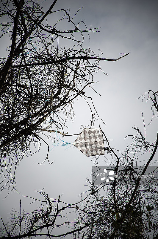 风筝挂在枯树枝上图片素材