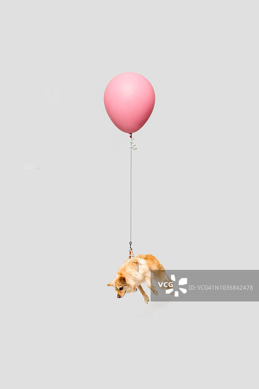 漂浮在粉色气球上的可爱白色小狗图片素材