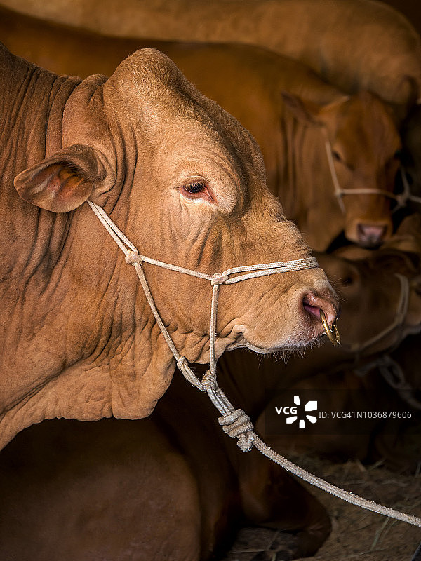 卡拉库牛图片素材