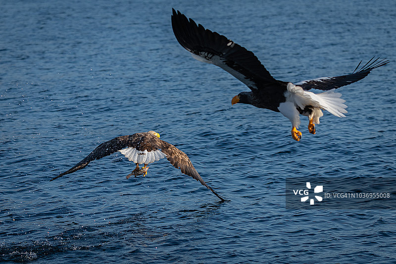 冬季日本北海道知床半岛海域上空，白尾雕与虎头海雕正在捕猎图片素材