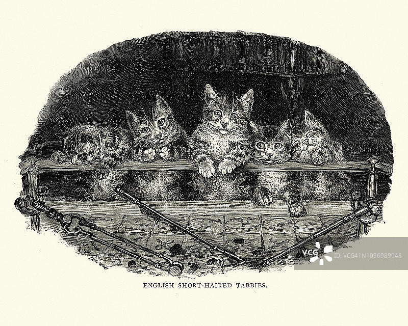 英国短毛虎斑猫，小猫，19世纪图片素材