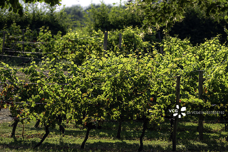 夏季阳光下的蒙巴齐亚克葡萄园图片素材