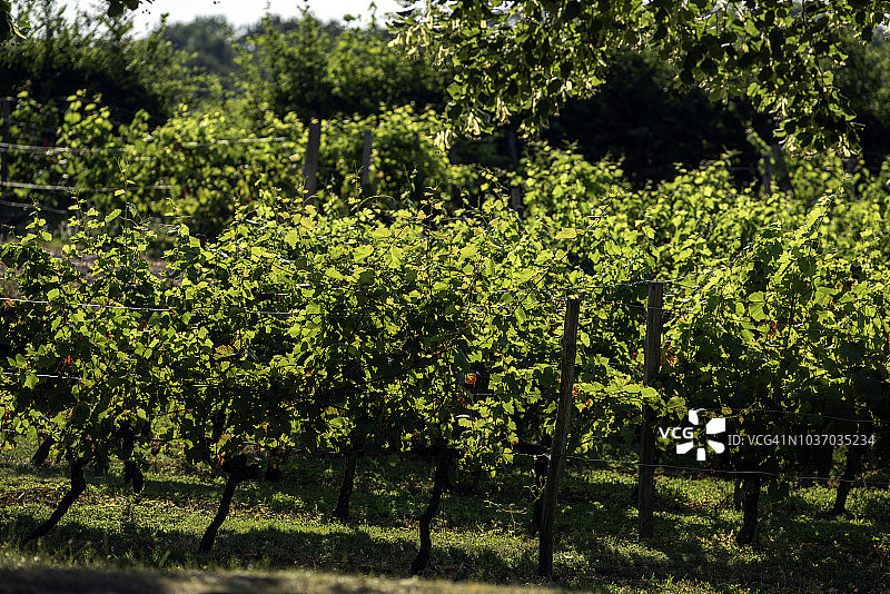 夏季阳光下的蒙巴齐亚克葡萄园图片素材