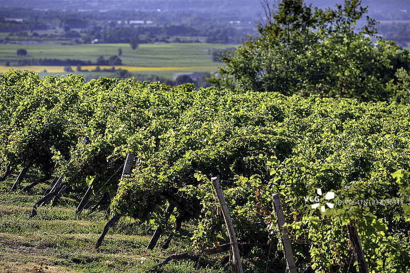 夏季阳光下的蒙巴齐亚克葡萄园图片素材