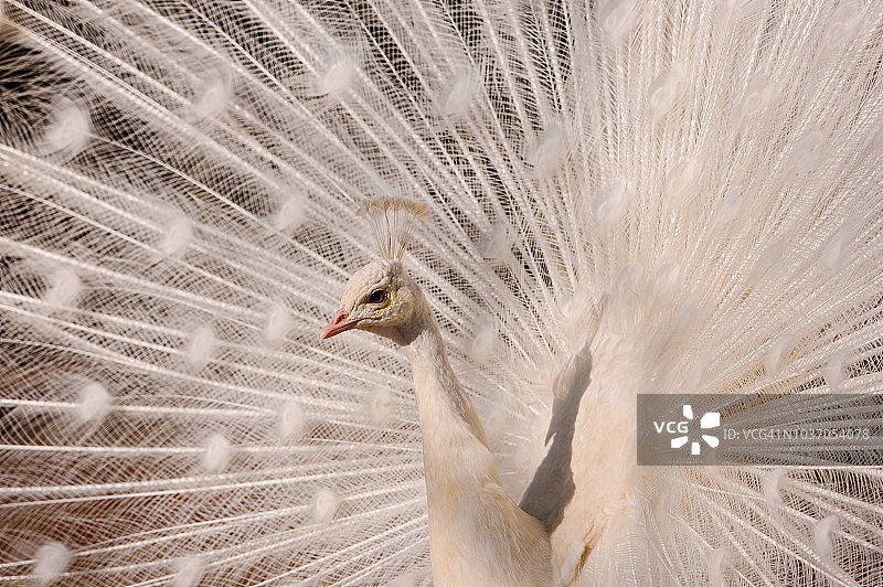 展示开屏的白色孔雀图片素材