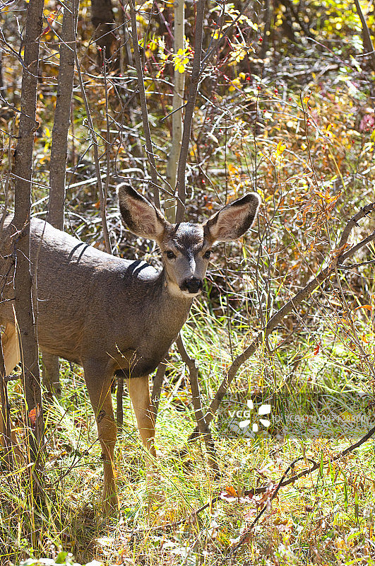 骡鹿图片素材