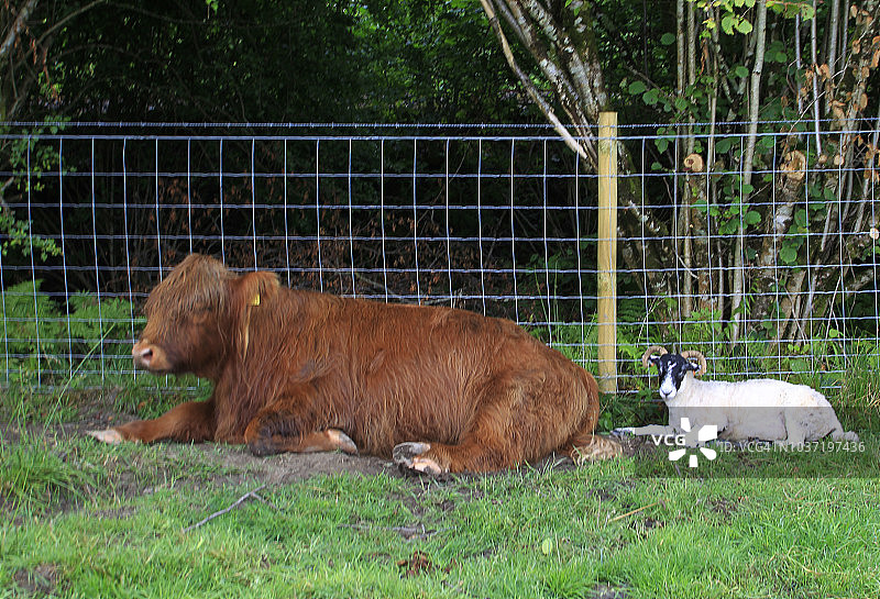 苏格兰高地母牛和苏格兰黑脸羊图片素材