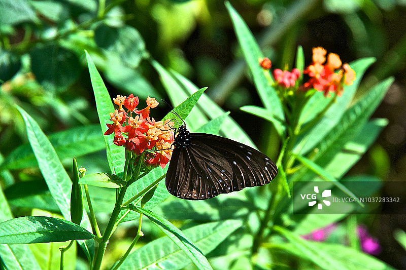 紫斑蝶图片素材