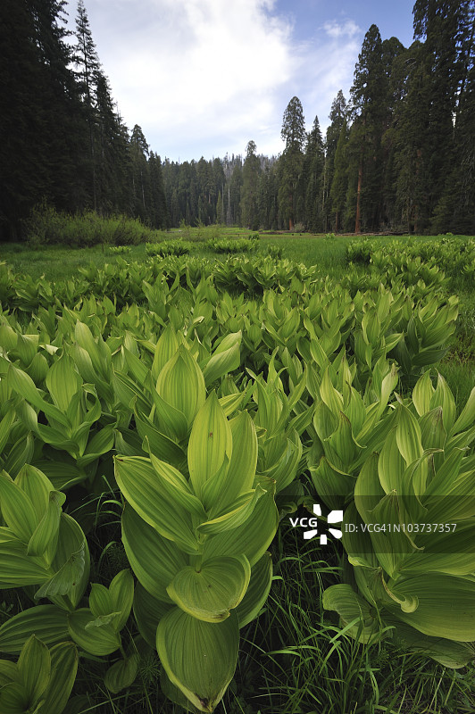 美国红杉国家公园的新月草甸图片素材