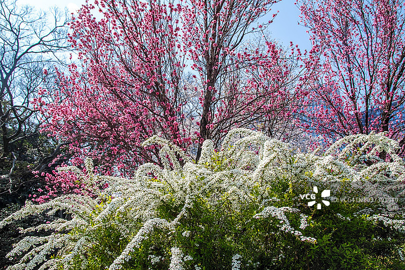 春天的花朵图片素材