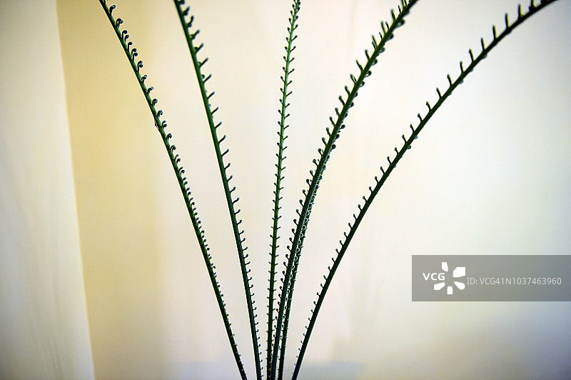 蒙古乌兰巴托的盆栽植物图片素材