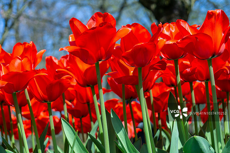 荷兰库肯霍夫花园中盛开的郁金香花坛图片素材