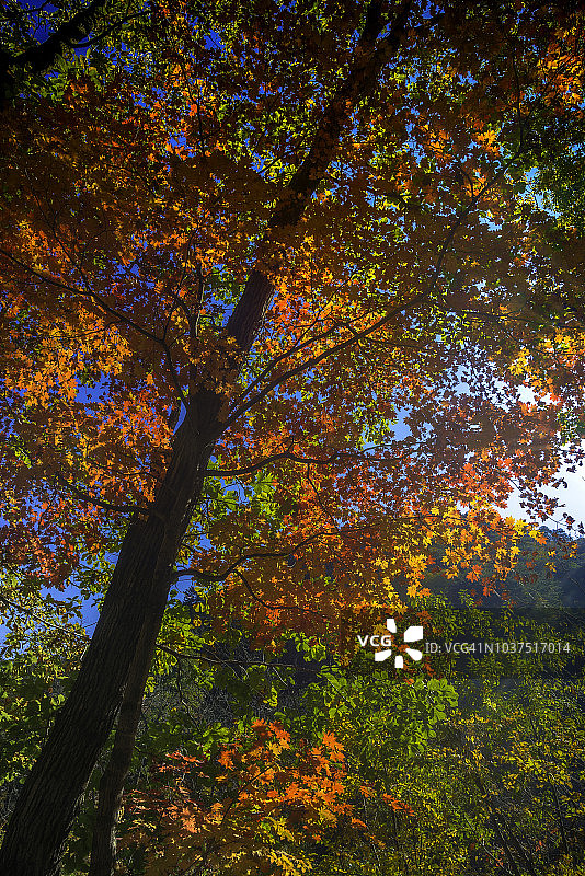 韩国雪岳山国家公园内如画的枫叶图片素材