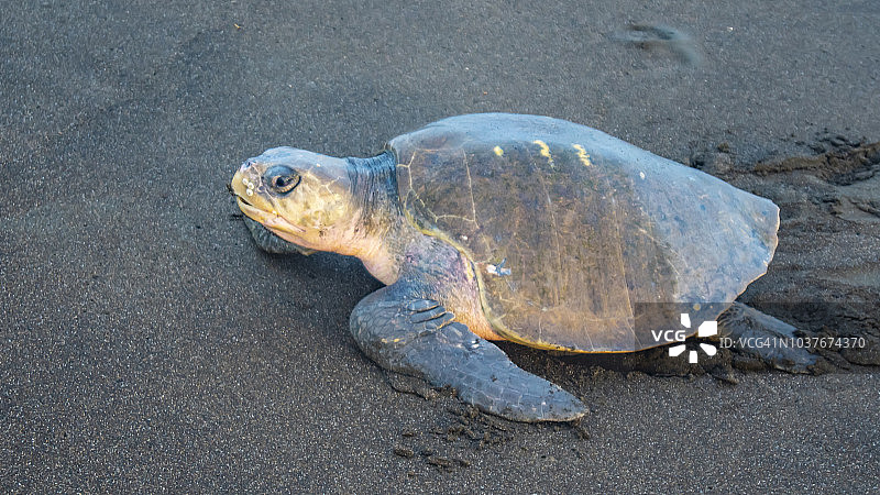 在哥斯达黎加海滩上筑巢的丽龟图片素材