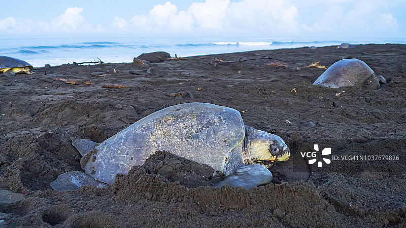 在哥斯达黎加海滩上筑巢的丽龟图片素材