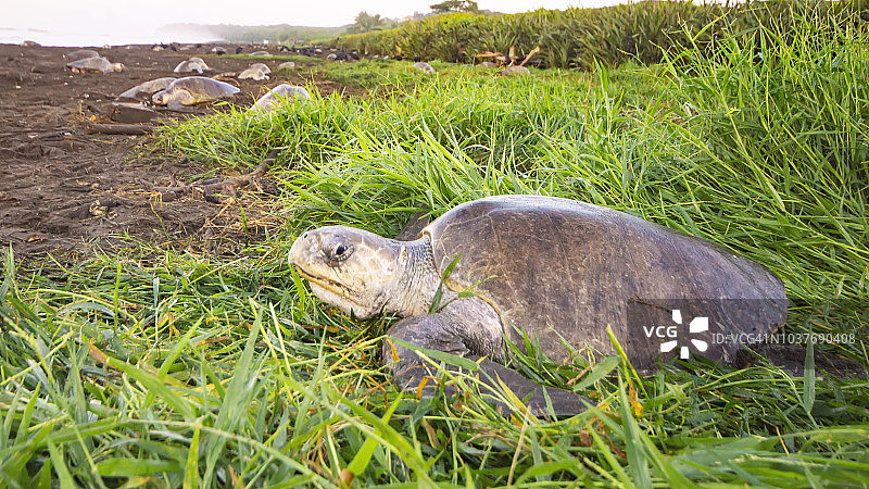 在哥斯达黎加海滩筑巢的丽龟图片素材