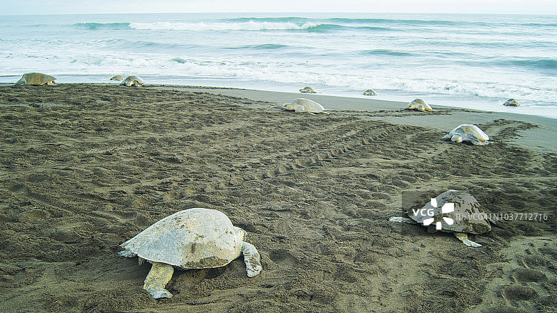 丽龟，哥斯达黎加图片素材