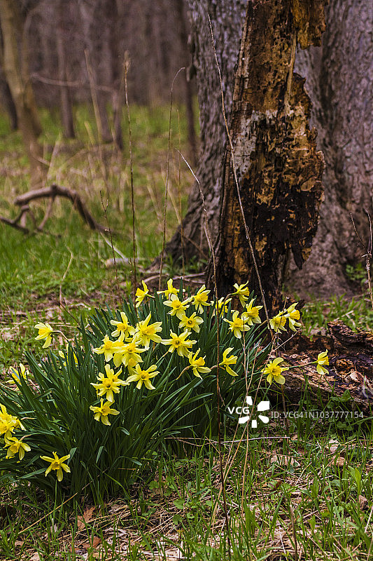 森林中野生生长的水仙花图片素材