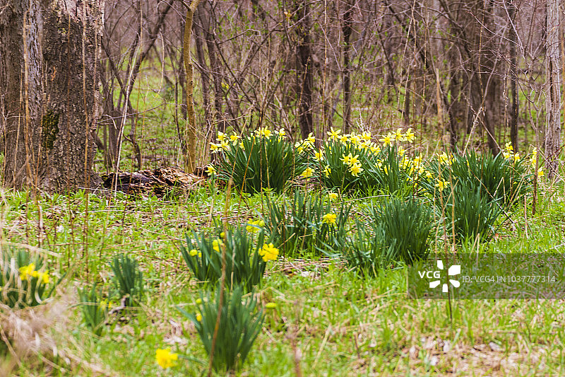 森林中野生生长的水仙花图片素材