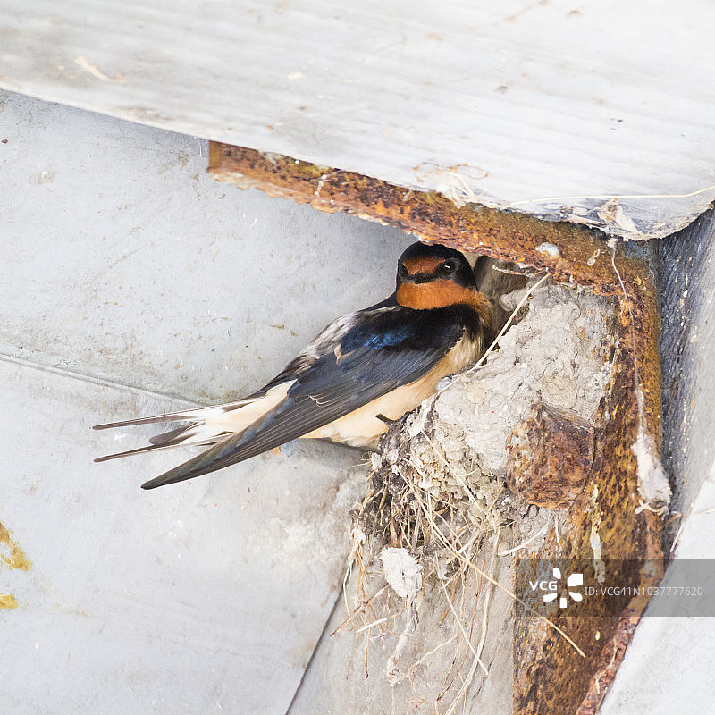 崖燕栖息在巢穴上图片素材