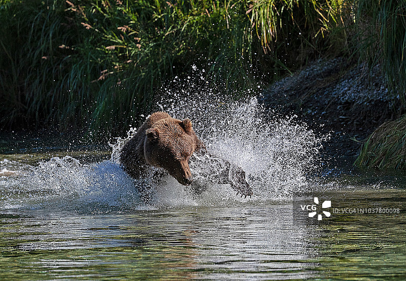 棕熊捕食鲑鱼图片素材