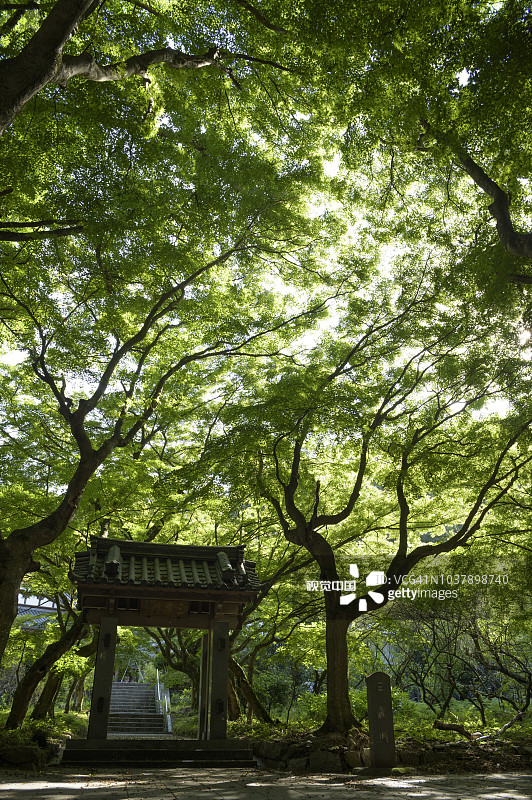 绿意盎然的寺庙大门图片素材