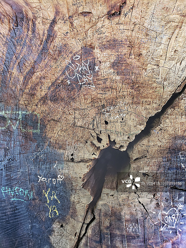 加利福尼亚州红杉国家公园巨型红杉的树轮，带有涂鸦图片素材