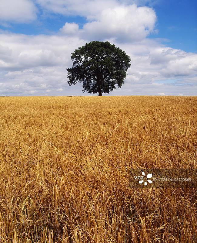爱尔兰，带有橡树的大麦田图片素材