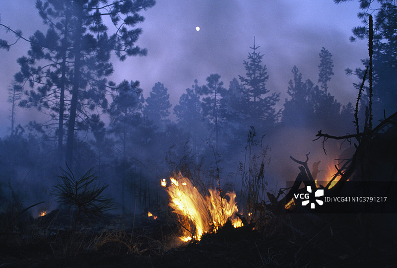 森林火灾，圣菲国家森林，哈梅斯山脉，新墨西哥州，美国图片素材