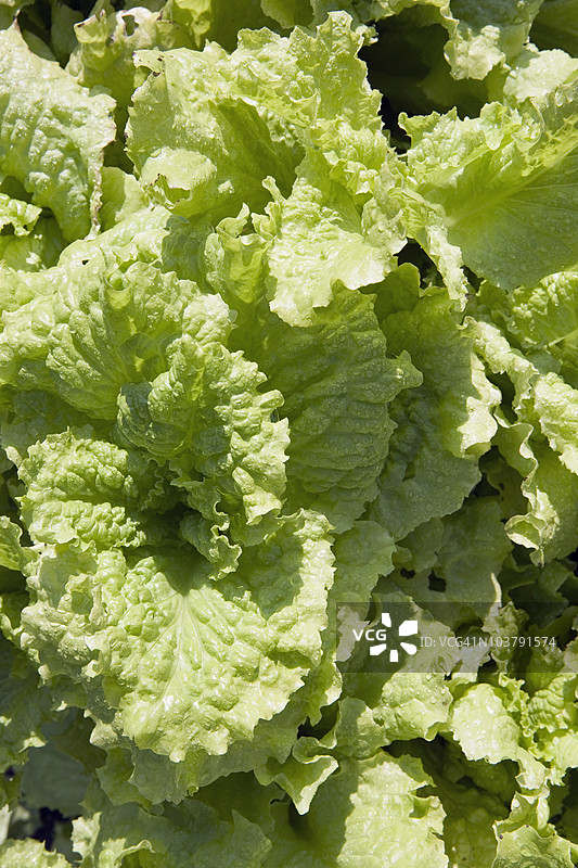 生菜 (Lactuca Sativa)图片素材