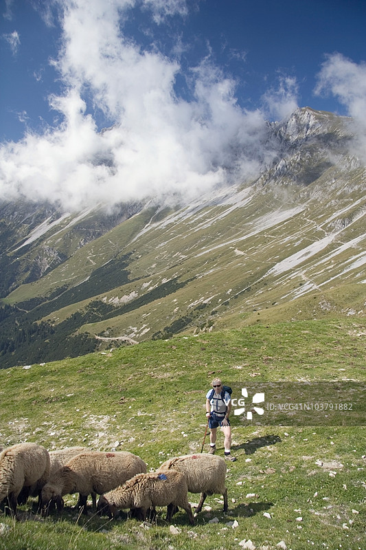 一位女性徒步旅行者与山间草甸上的羊群图片素材