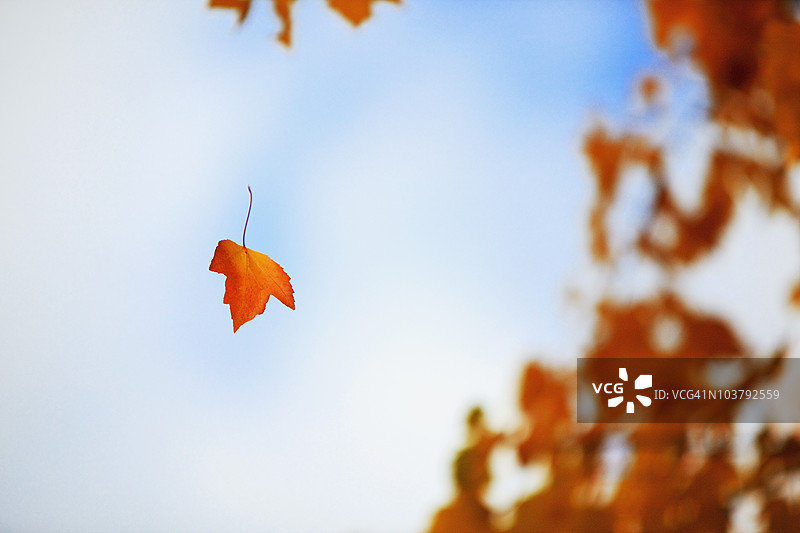 秋天一片树叶从树上飘落图片素材