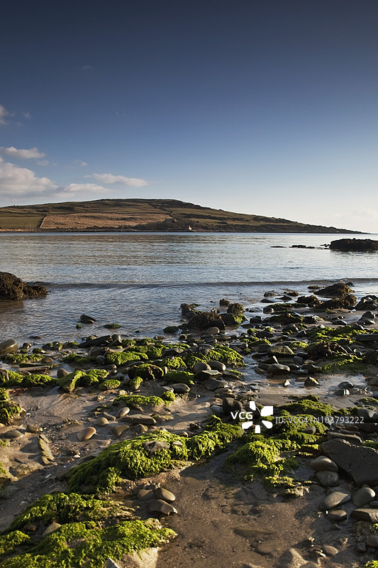 沙滩上的海藻图片素材
