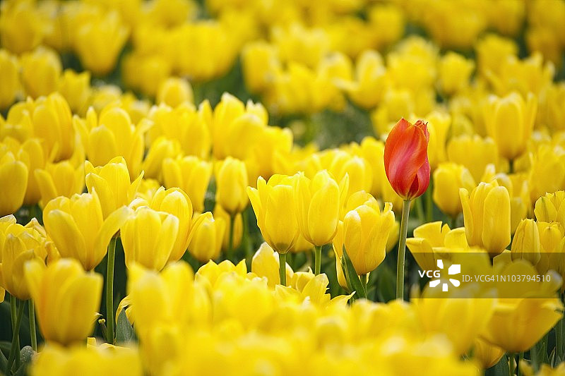 黄色郁金香田中一朵红色的郁金香图片素材