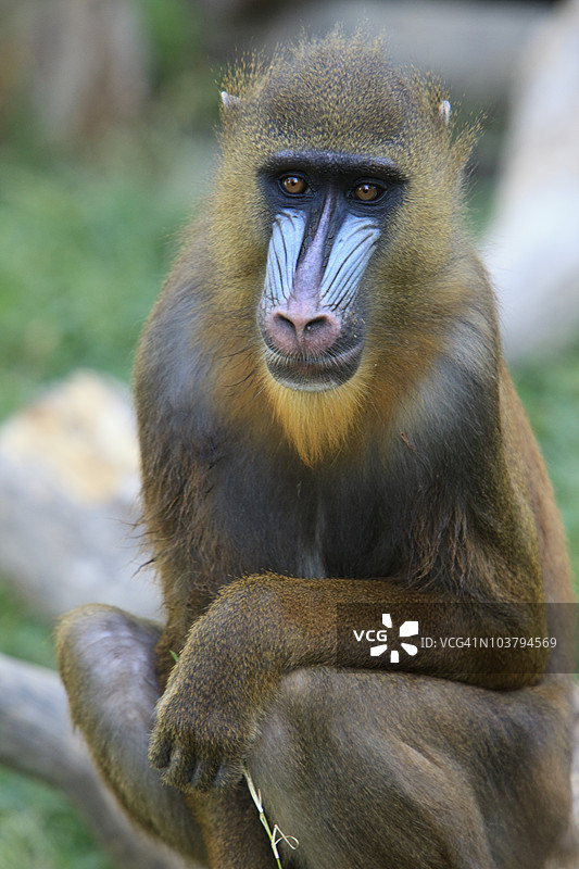 曼德里尔（Mandrillus Sphinx），来自尼日利亚和刚果，位于巴勒莫动物园图片素材