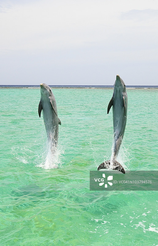 两只宽吻海豚（Tursiops Truncatus）在安东尼的钥匙度假村跃出水面图片素材