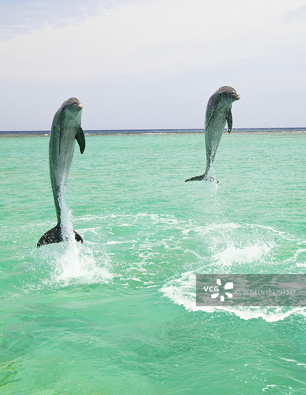 两只宽吻海豚（Tursiops Truncatus）在安东尼的钥匙度假村跃出水面图片素材