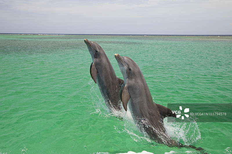 两只宽吻海豚（Tursiops Truncatus）在安东尼的钥匙度假村跃出水面图片素材