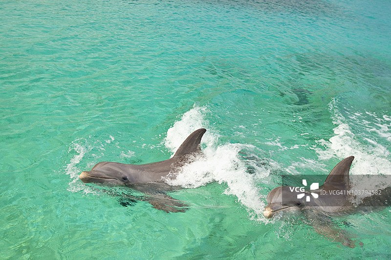 两只宽吻海豚（Tursiops Truncatus）在安东尼的钥匙度假村的水中游泳图片素材