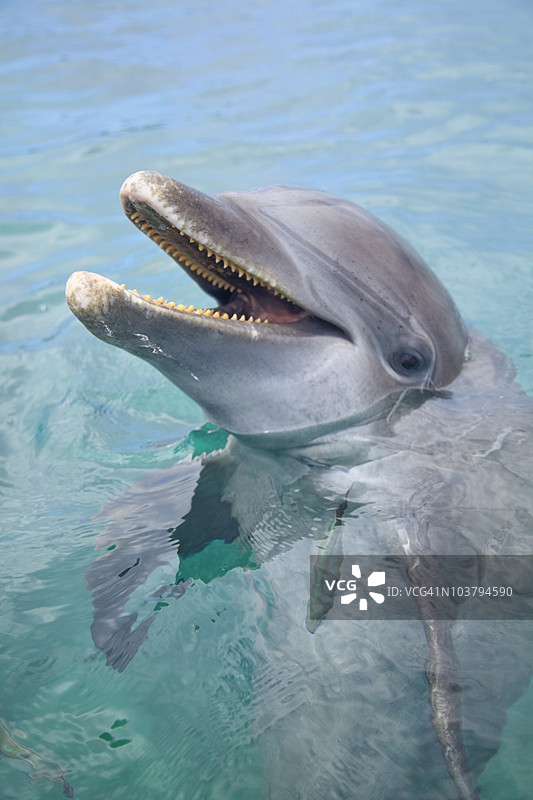 安东尼的钥匙度假村水中的宽吻海豚（Tursiops Truncatus）图片素材