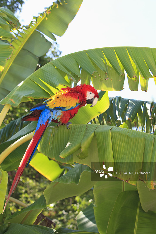 猩红金刚鹦鹉在芒果岛康复中心图片素材