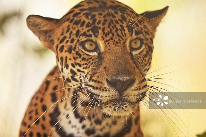 濒危物种美洲豹(Panthera Onca)在芒果岛的康复中心和森林保护区,位于科克森霍尔对面图片素材