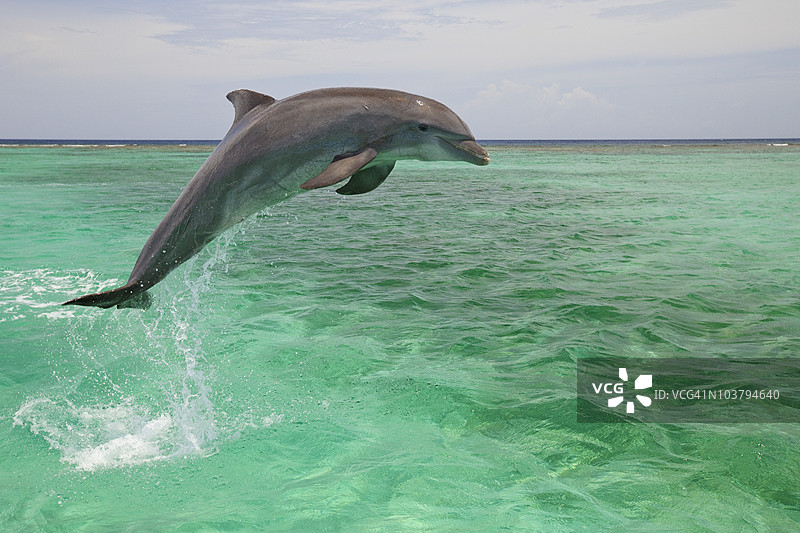 一只宽吻海豚(Tursiops Truncatus)在安东尼的钥匙度假村跃出水面图片素材