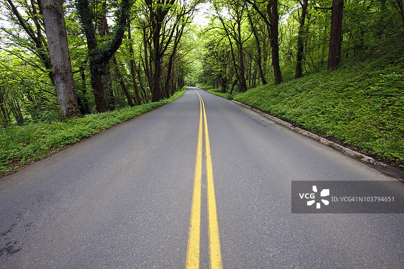 哥伦比亚河峡谷国家风景区沿路郁郁葱葱的绿叶图片素材