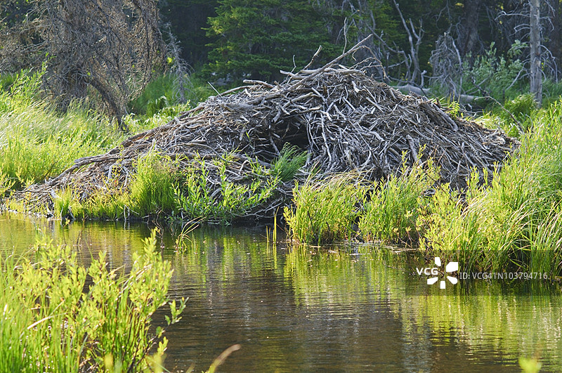 冰川国家公园中的海狸窝图片素材