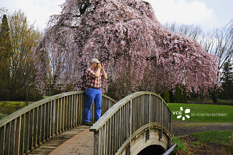 西摩兰公园春天树上的花朵与正在拍照的男人图片素材