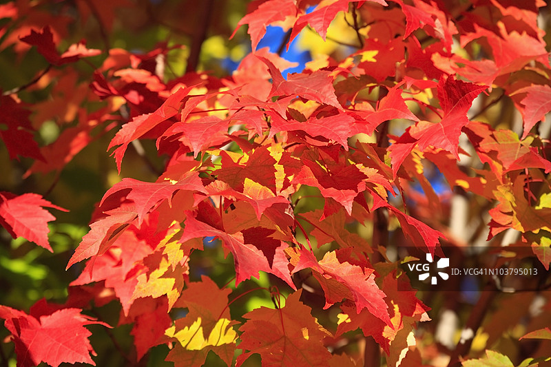 威拉梅特谷的秋季彩叶图片素材