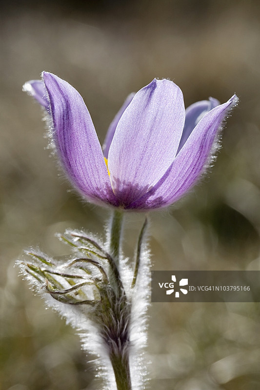 草原小鸢尾（Pulsatilla）图片素材