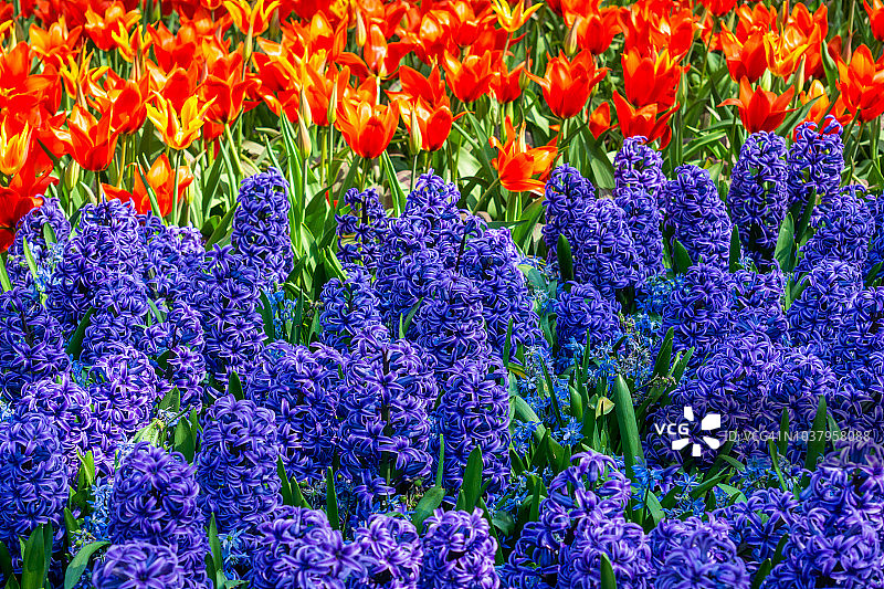 荷兰库肯霍夫花园中盛开的郁金香花坛图片素材